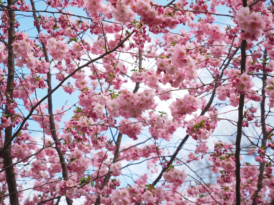 Ce qu’il faut savoir pour prendre soin de son cerisier