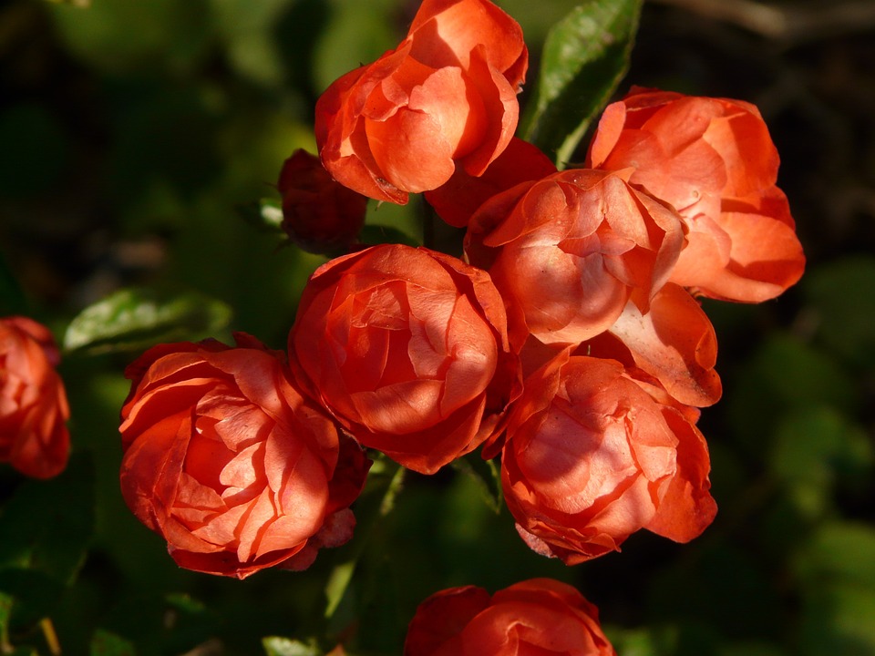 Rosiers : notre guide pour épater vos voisins